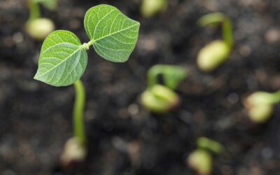 A Beginner’s Guide to Successful Seed Starting: From Tiny Sprouts to Thriving Gardens