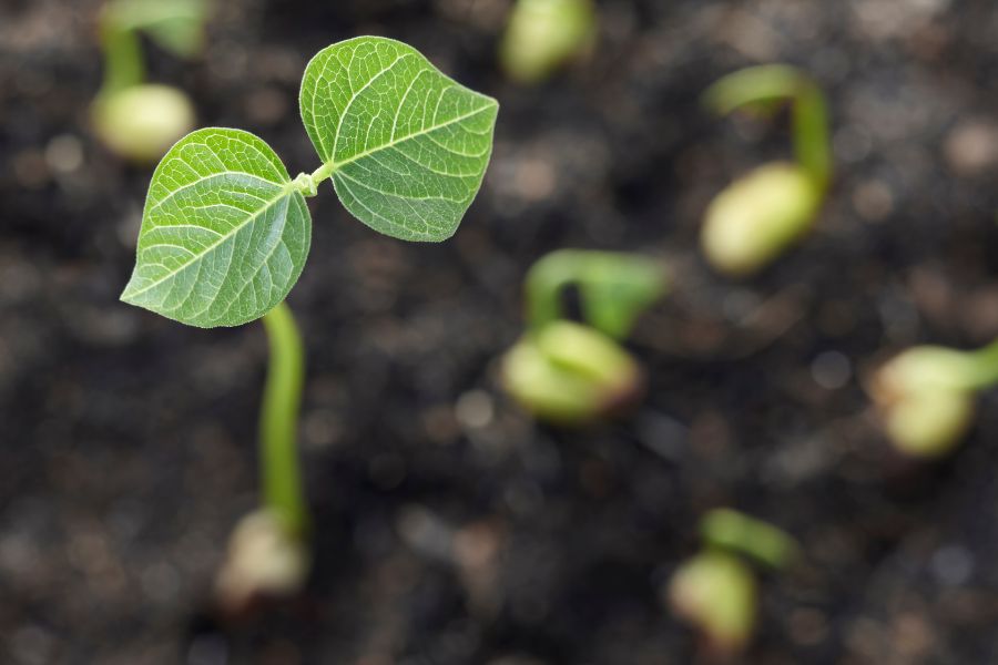 A Beginner's Guide to Successful Seed Starting_ From Tiny Sprouts to Thriving Gardens