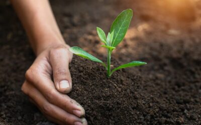 Unearthing Success: Understanding Soil Science for Healthy Plants