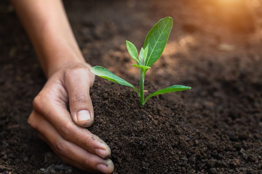 Unearthing Success_ Understanding Soil Science for Healthy Plants