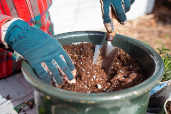 potters gold potting soil in pot